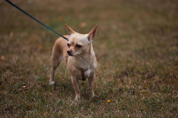 How Can UK Sports Boost National Unity?